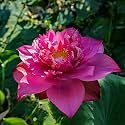 Siddhi Vinayak Gallery® Water Lily Seeds Imported Lotus Plant Mix Colors Seed, Perfect for Home Decor, Garden Decor lover Gift (PINK, PACK OF 1)