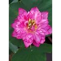 Siddhi Vinayak Gallery® Water Lily Seeds Imported Lotus Plant Mix Colors Seed, Perfect for Home Decor, Garden Decor lover Gift (PINK, PACK OF 1)