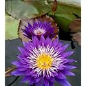 Siddhi Vinayak Gallery® Water Lily Seeds Imported Lotus Plant Mix Colors Seed, Perfect for Home Decor, Garden Decor lover Gift (BLUE, PACK OF 5)