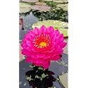 Siddhi Vinayak Gallery® Water Lily Seeds Imported Lotus Plant Mix Colors Seed, Perfect for Home Decor, Garden Decor lover Gift (PINK, PACK OF 10)