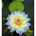 Siddhi Vinayak Gallery® Water Lily Seeds Imported Lotus Plant Mix Colors Seed, Perfect for Home Decor, Garden Decor lover Gift (WHITE, PACK OF 1)