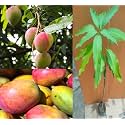 Sindhri Mango Plant Hybrid 1 Healthy Live