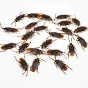 SKA Kid Fake Cockroach Practical Jokes And Prank Trick Toys (Pack Of 5Pc) Brown