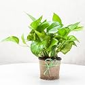 Small Indoor Houseplant for Home Office Decor