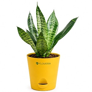 Snake Plant Live Indoor with Pot