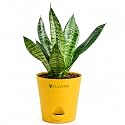 Snake Plant Live Indoor with Pot 