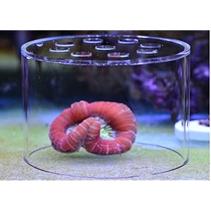soft coral feeding breeding protection cover protect the coral food not be lost