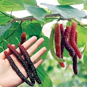 special sweet and healthy all time long finger mulberry  mulberryshahtoot fruit plant  cuttinggrafted live plant  all time variety fruit live plant amp tree - pack of 1