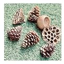 SPHINX Natural Handpicked Gold Bronze Painted Assortment of Lotus Pods, Pine Cones and Bell Cup Potpourri for Bowl Filling, Table Decorations, Seasonal Decor -Pack of 8 Pieces