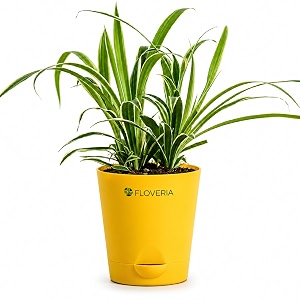 Spider Plant Live with Pot Air
