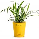 Spider Plant Live with Pot Air