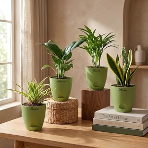 Spider Plant Peace Lily Areca Palm