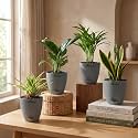 Spider Plant Peace Lily Areca Palm amp