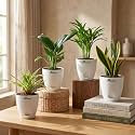 Spider Plant Peace Lily Areca Palm amp