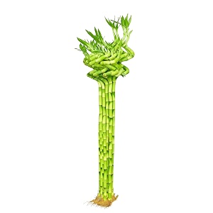 Spiral Lucky Bamboo Live Plant 90cm 5