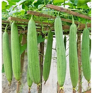 sponge gourd seeds tori f1 hybrid non-gmo green long 15 seeds with 20 free marigold seeds high yield variety home gardening balcony amp terrace use summer vegetable kitchen garden