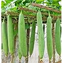 Sponge Gourd Seeds Tori F1 Hybrid Non-GMO Green Long 15+ Seeds With 20+ Free Marigold Seeds High Yield Variety, Home Gardening, Balcony & Terrace Use, Summer Vegetable, Kitchen Garden
