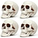 Sratte 4 Pcs Halloween Human Skull Model Adult Plastic Skull Decor Fake Head Decorations Realistic Head Bone Model Human Skeleton Statue (8.7 Inch)