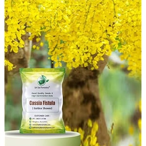 sri sai forestry cassia fistula tree seeds golden shower plant seeds amaltas - 100 seed