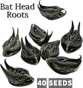 ss520 bat head roots 41 pcdevil evil pods vampire telugundi singadas kaknasa martynia