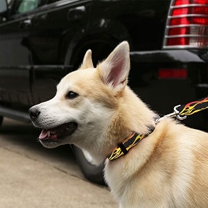 standard leash 3434 x 439 hot rod flames red yellow
