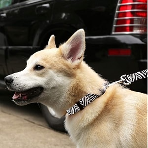 standard leash 3434 x 439 zebra blue