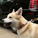 Standard Leash 3/4" x 4', Puppy Paws Black on Red