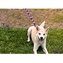 Standard Leash 3/4" x 6', Pink Plaid Tartan