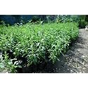 Stevia Plant Live, sweet tulshi plant live, Natural Sweetener Herb, Potted Plant, Pack of 1