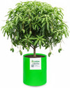 STIGREEN Premium HDPE 24x36 Grow Bag 260 GSM For Home Gardening Grow Bag