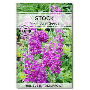 navika seeds  grow with us stock flower seeds perfect for home amp terrace gardening winter amp summer blooms in india-includes free e-book for kitchenbackyardgardening amp plantinghigh germination