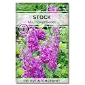 Navika Seeds ; Grow with Us Stock Flower Seeds Perfect for Home &amp; Terrace Gardening Winter &amp; Summer Blooms in India-Includes Free E-Book for Kitchen,Backyard,Gardening &amp; Planting.High Germination