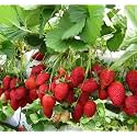 Strawberry Plant | Hybrid Fragaria Exotic Fruit Podha | Sweet Juicy Red Berry Sapling | Healthy Nursery Grown Plant for Terrace, Balcony, Rooftop &amp; Garden Container Farming
