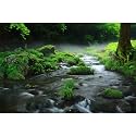Stream Aquarium Background Aquatic Water Plants Rock Fish Tank Background Lush Green Forest Trees Terrarium Background Misty Foggy Stream Flowing Water Natural Landscape Aquarium Backdrops 30x18in