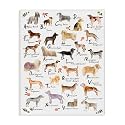 Stupell Industries 'Dog Alphabet with Floral Accents'| Canvas Art