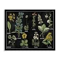 Stupell Industries 'Antique Wild Flower Chart', Canvas Art, 48 x 36 Inches, Easy to Hang and Sturdy, Made in USA, by Wild Apple Portfolio