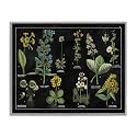 Stupell Industries 'Antique Wild Flower Chart', Framed Giclee Art, Gray, 20 x 16 Inches, Easy to Hang and Sturdy, Made in USA, by Wild Apple Portfolio