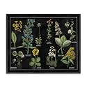 Stupell Industries 'Antique Wild Flower Chart', Framed Giclee Art, Black, 20 x 16 Inches, Easy to Hang and Sturdy, Made in USA, by Wild Apple Portfolio
