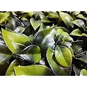 Artificial Wall Grass for Home Decoration (10 Pcs) I Grass Mat for Wall I Vertical Garden Artificial Wall Plants (Large Green Leaves, 60cm X 40cm X 8cm, Pack of 10)