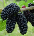Sundhi ShahtootMulberry Plant sapling