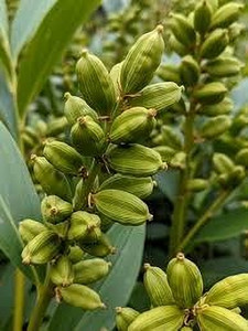 suwamabachi elaichicardamom plant hybrid pack of 1