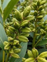 SUWAMABACHI Elaichi/Cardamom Plant (Hybrid, Pack of 1)