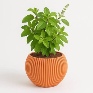 SUWAMABACHI Tulsi Plant sapling