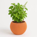 SUWAMABACHI Tulsi Plant sapling