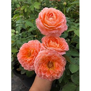 svg climbing rose flower seeds for your home gardening pack of 70 to 60 seeds orange shade
