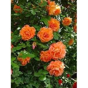 climbing rose flower seeds for your home gardening pack of 70 to 60 seeds violet