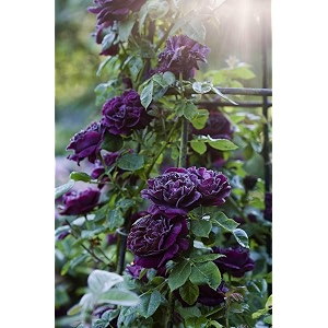 svg climbing rose flower seeds for your home gardening pack of 70 to 60 seeds dark purple