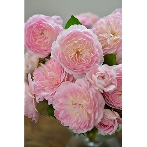 svg climbing rose flower seeds for your home gardening pack of 70 to 60 seeds soft pink