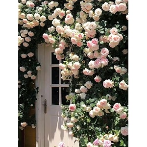 svg climbing rose flower seeds for your home gardening pack of 70 to 60 seeds lite purple