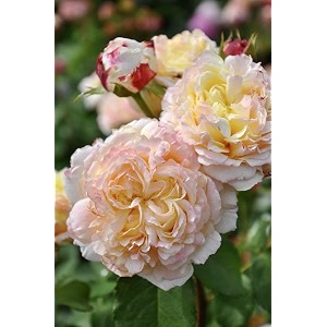 climbing rose flower seeds for your home gardening pack of 70 to 60 seeds pink with cream